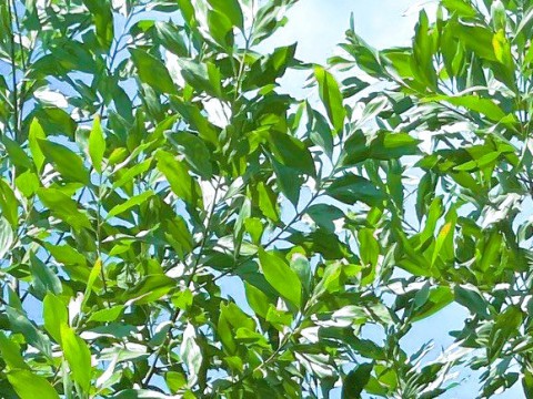 Liên kết sản xuất