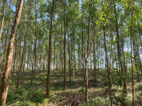 Công ty QNAFOR thực hiện đánh giá nội bộ trong khuôn khổ Dự án Quản lý rừng bền vững và cấp Chứng chỉ rừng FSC®